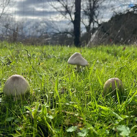 Antiguo Molino Con Piscina Y Chimenea En El Valle Del Tietar בית נופש