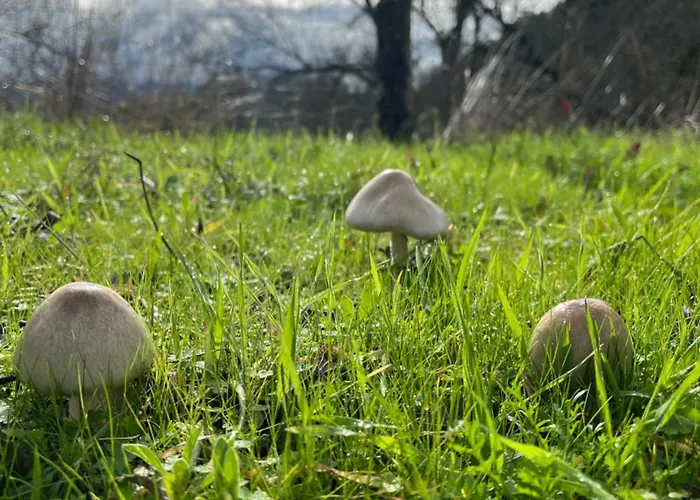 Antiguo Molino Con Piscina Y Chimenea En El Valle Del Tietar בית נופש